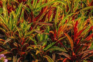 Mumbai, India Bright multicolored tropical leaves in shades of red, green and yellow. A vivid botanical texture showcasing lush foliage and natural patterns