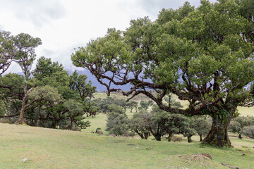 Peaceful landscape of Madeira&rsquo;s Fanal forest, ancient laurel trunks rise over grassy slopes with dense green foliage glowing in gentle mountain light