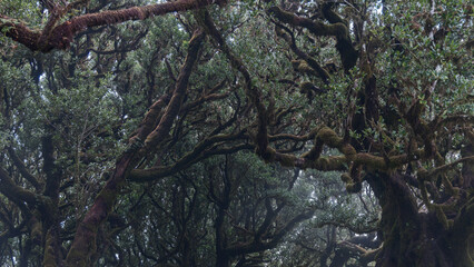 Dense canopy of laurel trees in Fanal forest Madeira, tangled mossy branches form dark organic texture filled with mist and subtropical humidity