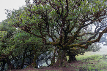 Ancient laurel trees of Fanal forest Madeira, their thick mossy branches spread across the damp hillside creating a dense canopy of subtropical greenery