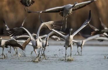 Fototapeta premium Eurasian Crane