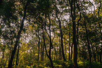 Sunlight streaming through dense forest canopy, illuminating lush green vegetation. Peaceful natural woodland scenery with rich textures and warm morning light.