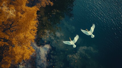 Aerial view of two white swans flying over a lake with autumnal yellow leaves on the trees along the shore
