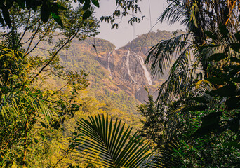 Dense tropical forest with layered foliage and deep shadows, creating a mysterious and lush jungle atmosphere. Rich plant textures dominate the natural scene.