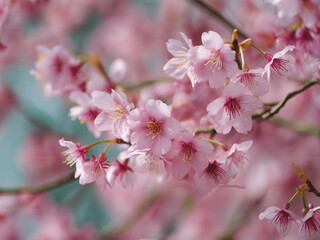 Beautiful pink cherry blossom (Sakura) flower at full bloom in the blue sky.