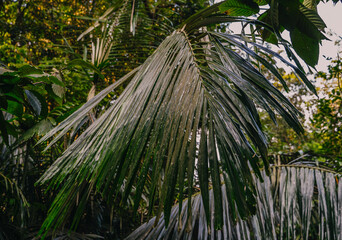 Hanging bridge hidden in dense tropical jungle, surrounded by lush vegetation and dramatic natural scenery. A remote adventure path deep inside the forest.
