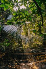 Shiny tropical palm leaves reflecting natural light in a dense jungle setting. The vibrant green fronds create a rich botanical texture typical of humid rainforest environments.