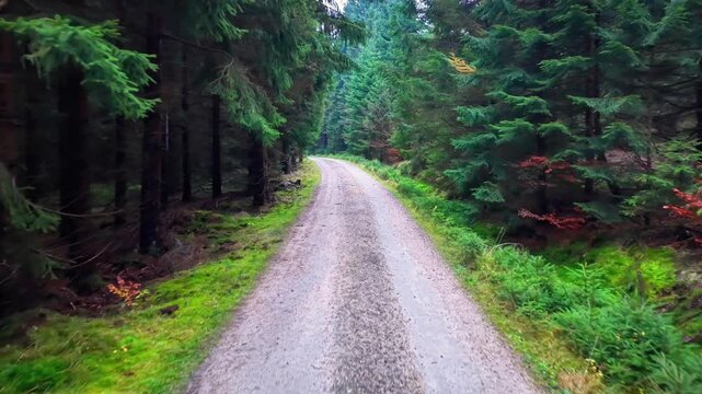 sunlit forest track cutting through greenery, warm morning rays filtering through tall pines, soft moss