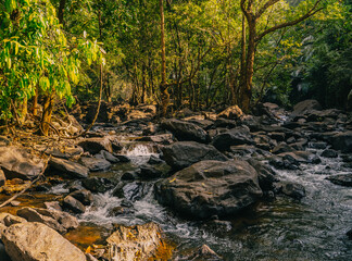 Forest floor covered with large mossy rocks and tangled tree roots in a tropical jungle. A rugged natural landscape showcasing raw wilderness and dense vegetation.