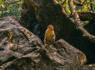 Wild monkey sitting on a rock in a tropical forest, illuminated by warm sunlight. A natural wildlife scene showcasing typical jungle fauna and rugged forest terrain.