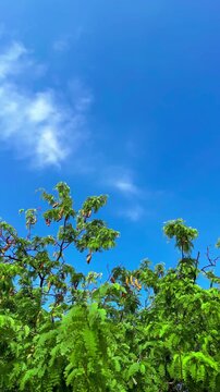 Windblown Green Leaves and Tamarinds of Tamarind Tree on Bright Blue Sky Background with Bird and Insect Flying Compound of a Monastery at Bangkok, Thailand. 08 MAR 2025, A.M./ Real Time Video