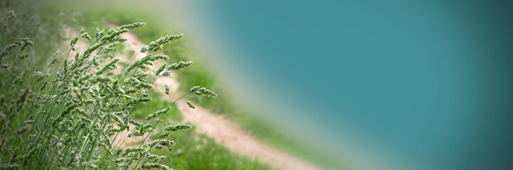 Tall grass in a summer meadow. Natural landscape with lush vegetation.