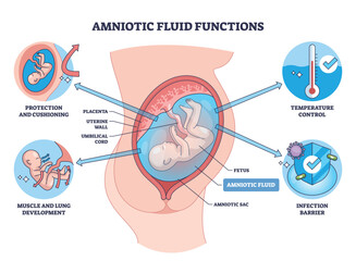 Amniotic fluid functions, labeled cutaway shows fetus, amniotic sac, and placenta, illustrating cushioning, temperature control, and infection barrier during pregnancy. Outline diagram