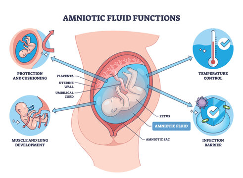 Amniotic fluid functions, labeled cutaway shows fetus, amniotic sac, and placenta, illustrating cushioning, temperature control, and infection barrier during pregnancy. Outline diagram