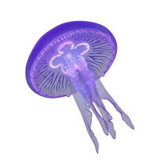 Glowing purple jellyfish with translucent tentacles against black image