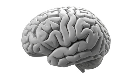 Gray human brain with detailed gyri and sulci on black background gray matter white matter