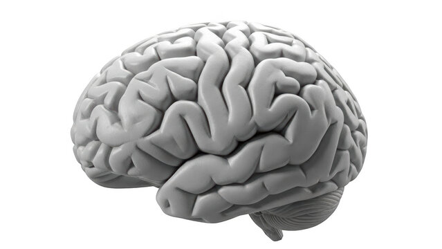 Gray human brain with detailed gyri and sulci on black background gray matter white matter