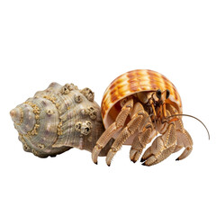 Hermit crab emerging from striped shell next to textured seashell crustacean