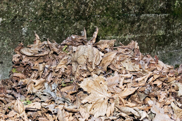 heap of platanus dried leaves against a mossy stone wall