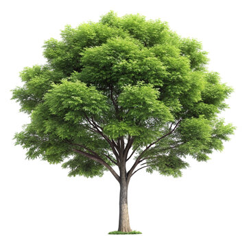 3D Rendering of Carrotwood Tree Scene Creator on transparent background 
