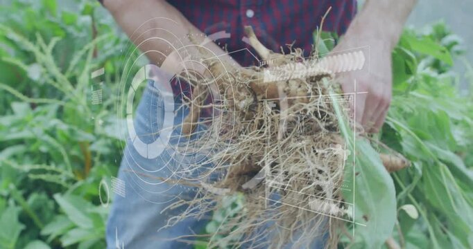 Man pulling plant turning cleaning roots exposing rhizomes to check left overlay showing farm data
