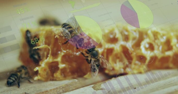 Camera pan starting two worker bees touching heads over comb as charts overlaying show feeding data