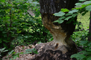 Beaver's Work Gnawed Tree Trunk in Forest close up