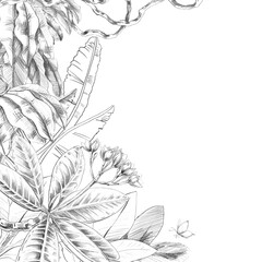 A square frame with large banana tree leaves, frangipani, and vines. Isolated pencil illustration of the tropics for hotel and restaurant interiors, nature reserve websites, and poster printing. © Svetlana