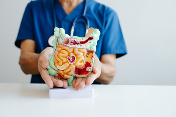 Doctor presenting a digestive system anatomy model for medical education, healthcare learning, and anatomy study.
