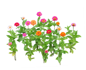 ジニア　6月撮影