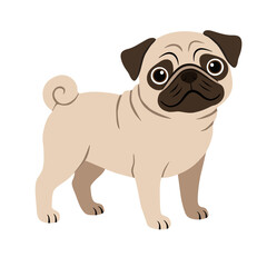 Cute Standing Pug Dog Vector Illustration Isolated. Funny beige fawn puppy vector illustration isolated on white background.