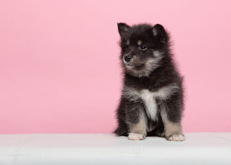 Obraz premium Cute pomsky puppy sitting on a pink background leaning forward with space for copy