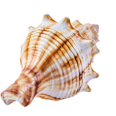 Obraz premium Seashell isolated on white background