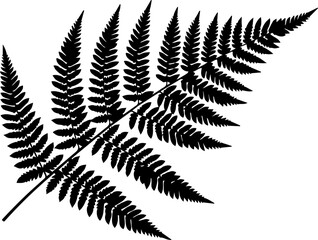 Elegant fern frond illustration, a botanical touch for natural designs, evokes forest freshness and organic beauty, nature's delicate pattern