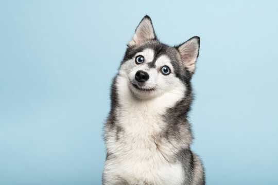 Cute pretty pomsky adult dog portrait looking straight in the camera with her blue eyes on a blue background