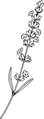 Fototapeta premium Elegant lavender sprig illustration for calming designs and botanical themes, perfect for wellness brands and spring promotions, a classic floral touch