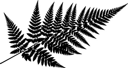 Elegant black silhouette of a delicate fern frond showcasing intricate natural botanical detail perfect for design projects © Teh
