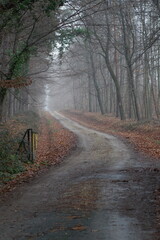 Obraz premium forest road