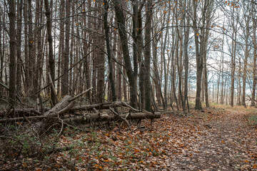 Fallen woods in forest.