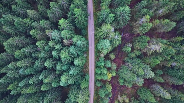 overhead view straight forest road, drone flies along symmetrical canopy corridor, dense pine and spruce