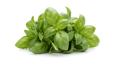 Fresh green basil leaves bunch, aromatic culinary herb ingredient isolated on white background