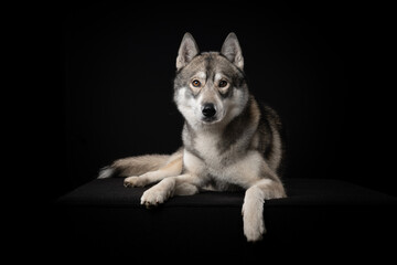 Pretty adult siberian husky dog looking at the camera lying down on a black background