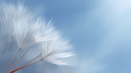 Delicate White Feathers Against a Soft Blue Background, Evoking a Sense of Calmness, Serenity, and Natural Beauty in Nature Photography