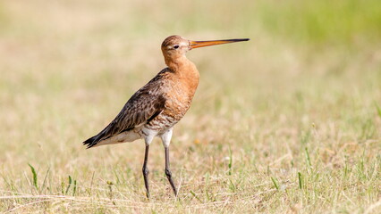 Fototapeta premium red crowned crane