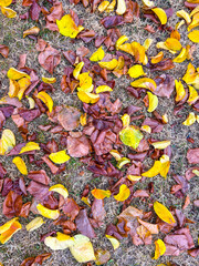 Texture of fallen leaves, autumn wallpaper
