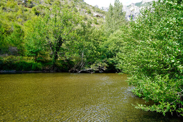 natural calm green river flowing through dense riparian forest