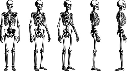 Human skeleton front side left right view, anatomical bones illustration, medical education resource, skeletal system diagram, anatomy reference image