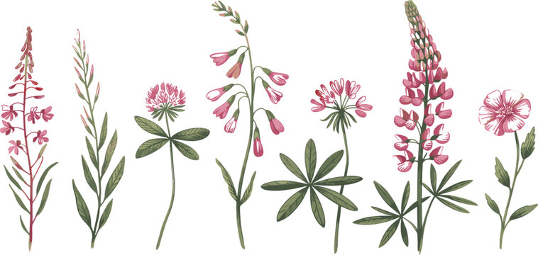 Set of colorful hand-drawn wild flowers and meadow plants, pink clover and green lupine botanical vector collection, nature garden illustration element