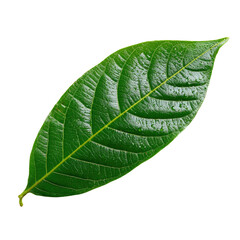 Obraz premium Green Leaf Isolated on Black Background