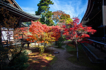 Fototapeta premium Kyoto's Komyoji Temple in late autumn, Japan